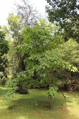 Sassafras albidum - sasafras lékařský - celek (2)